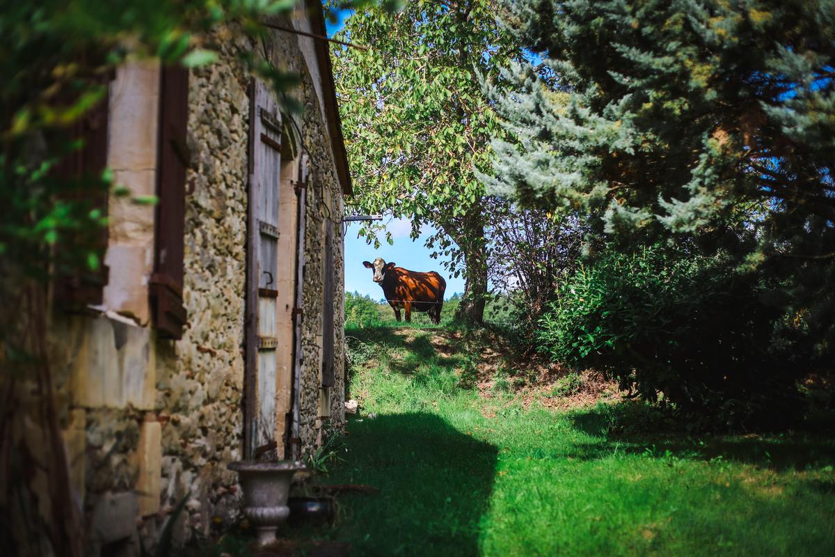 Étiquetage du bien-être animal : vers une souveraineté alimentaire