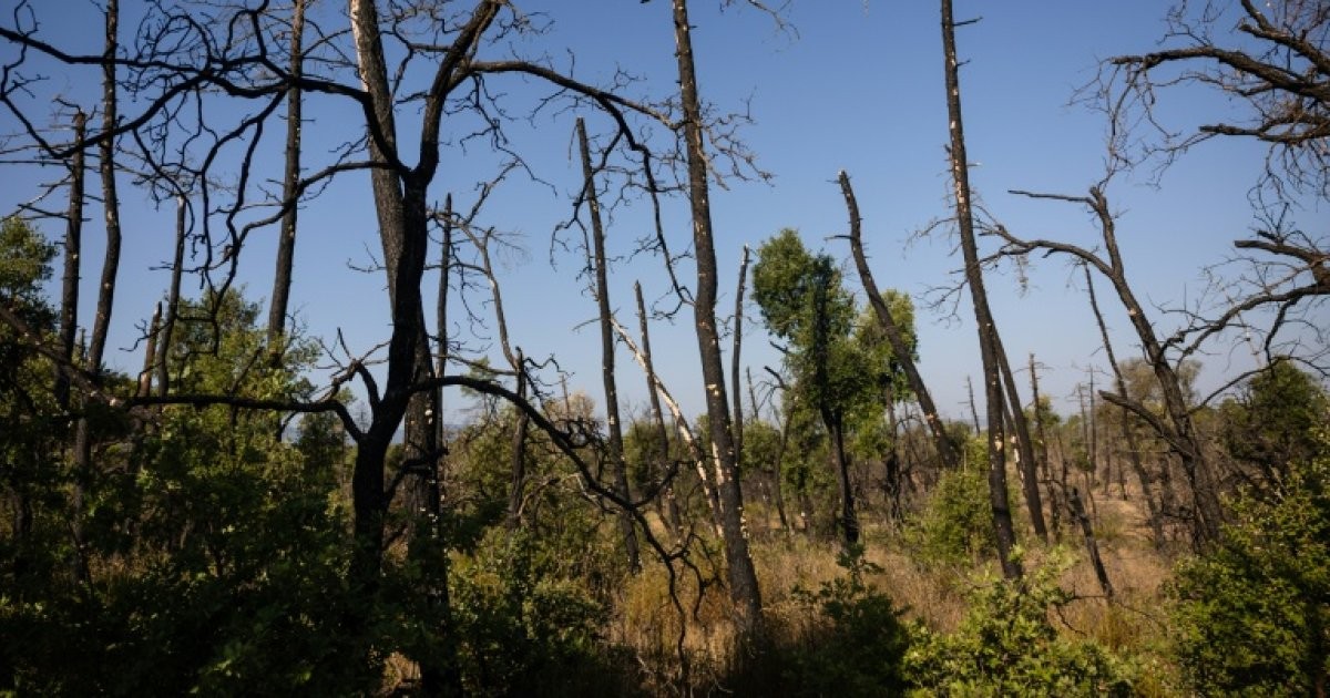 Mégafeux en France : une leçon pour la souveraineté gabonaise face aux catastrophes